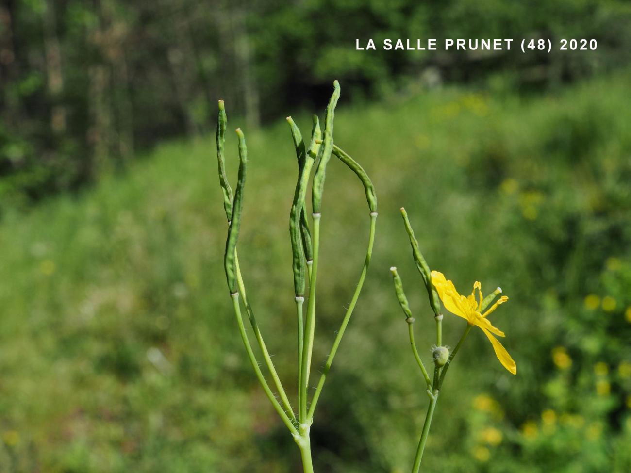 Greater Celandine fruit